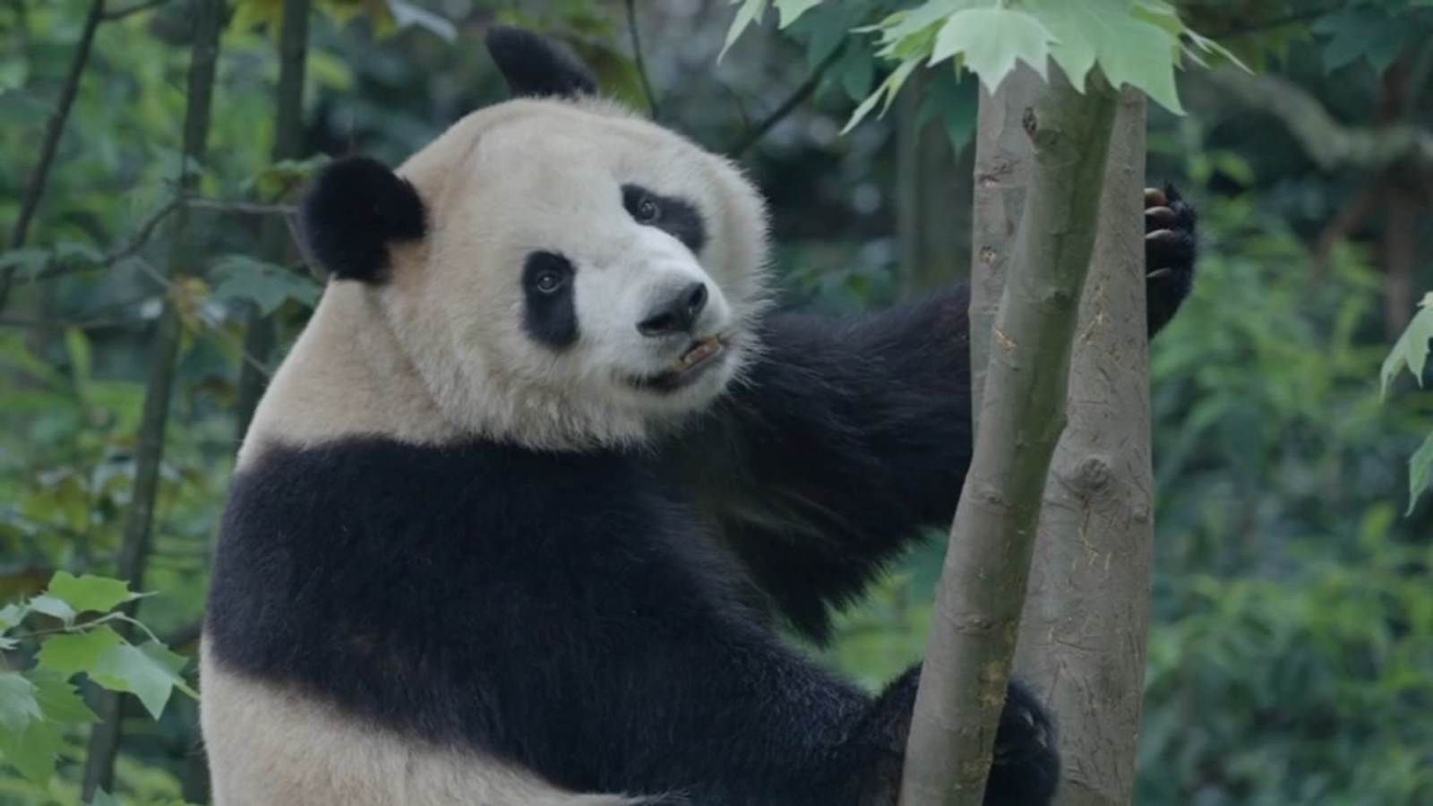 China's consul general Zhang Jianmin in San Francisco discussing artificial intelligence, giant pandas