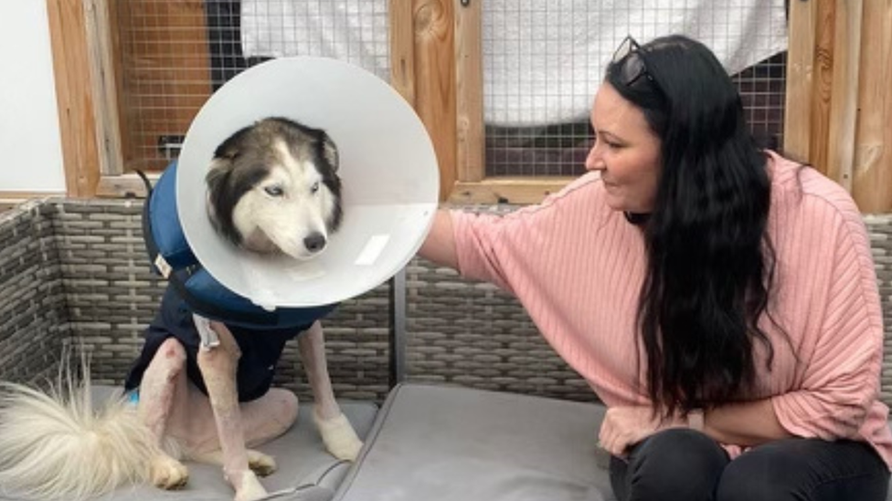 Calls for strict dangerous dog laws as attacks rise
