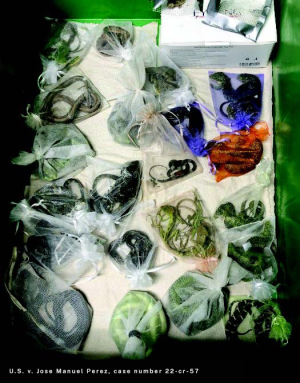 Wildlife smuggler sentenced after bringing 1,700 reptiles into the US