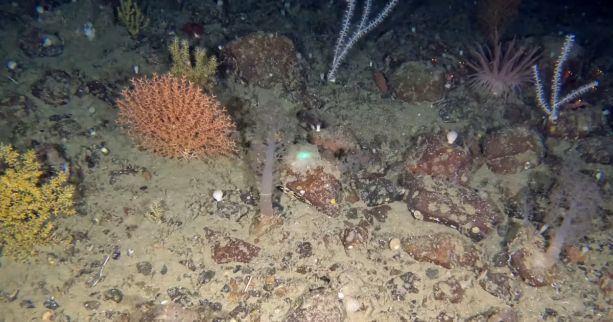 See the incredible secrets revealed from the Ocean floor near Newfoundland’s Grand Banks