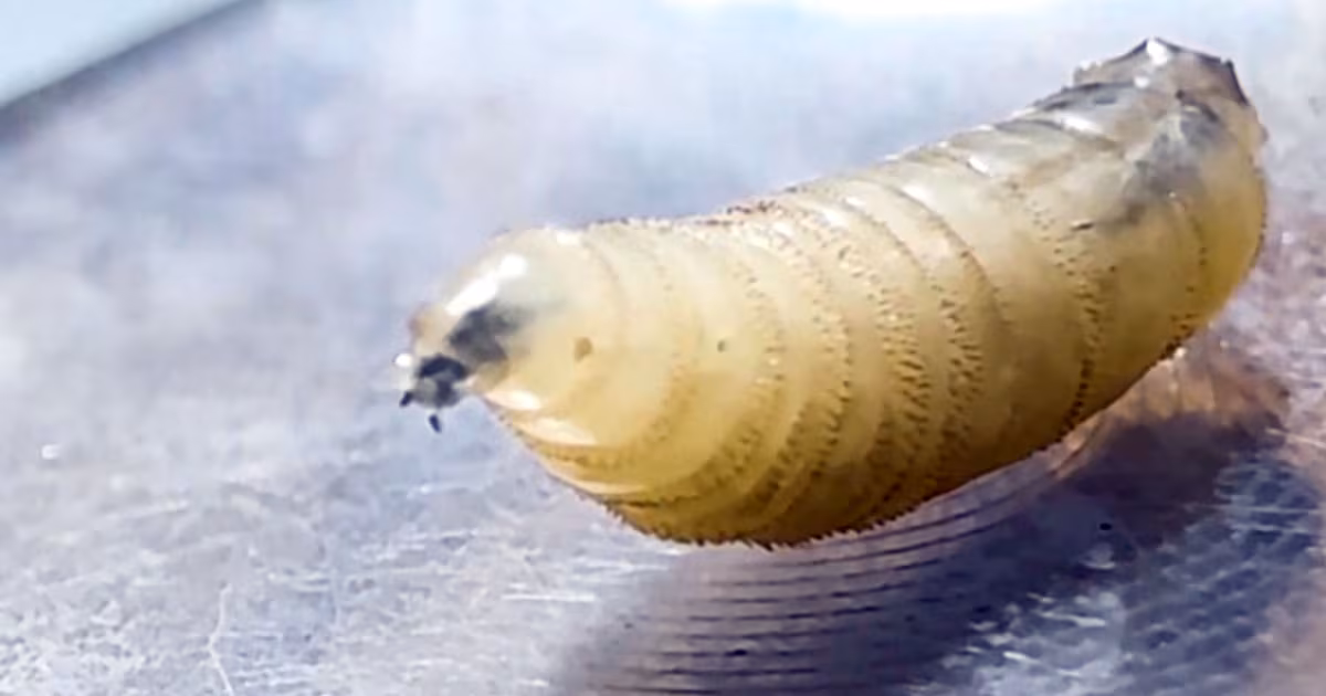 The U.S. has confirmed a screwworm case. Is the pest in Canada?