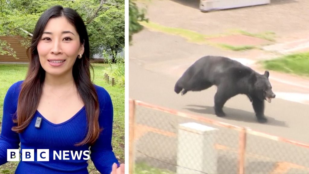 'Extremely intelligent' bear on the run in Japan after injuring four people
