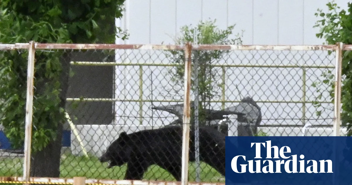 ‘Extremely intelligent’ Japanese bear that attacked four people still at large, police say