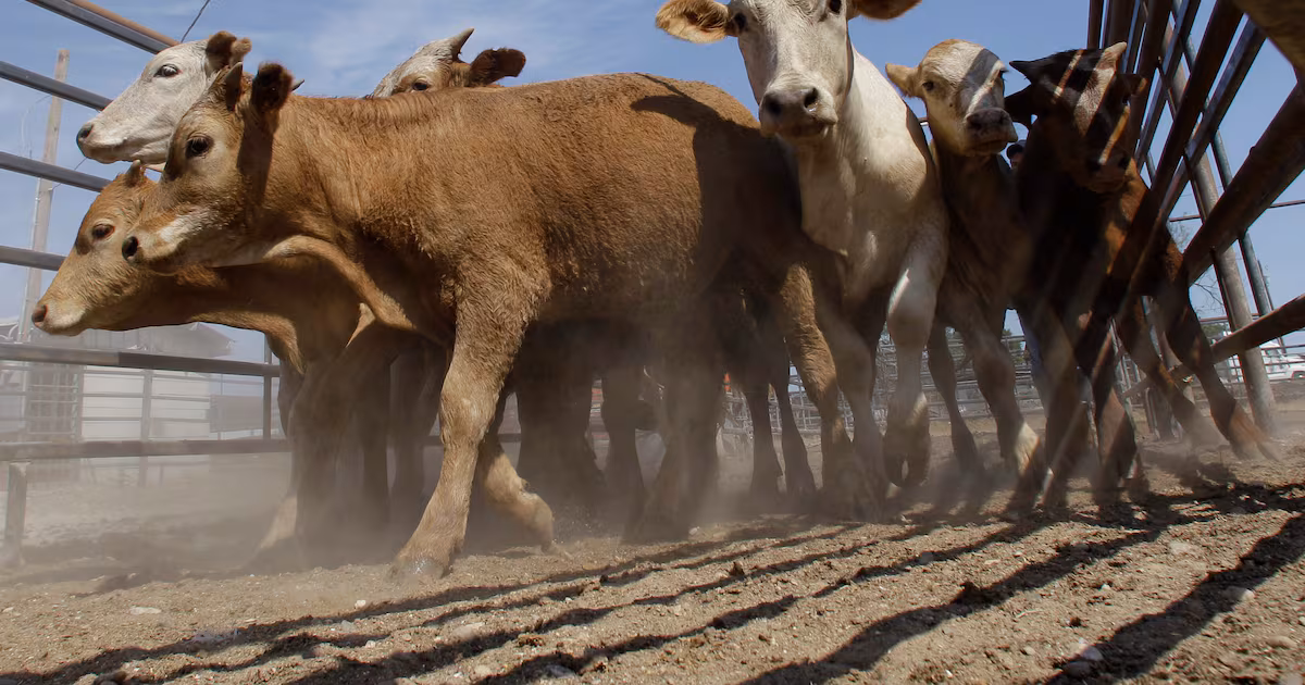 Canada restricts U.S. livestock imports from areas affected by screwworm