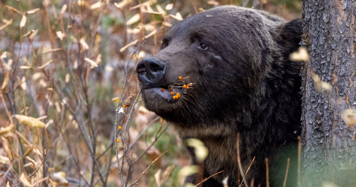 Banff’s legendary grizzly bear ‘The Boss’ removes tracking collar