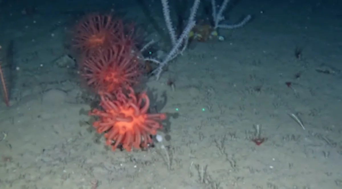 What lies beneath: Deepsea world thriving off Newfoundland