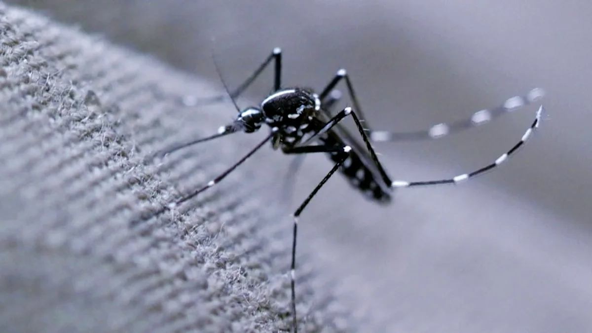 The war on mosquitoes