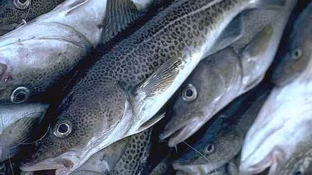 'A remarkable day': Northern cod total allowable catch increases by 55 per cent