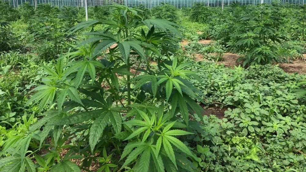 States investigating cannabis