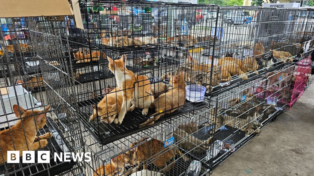 Hundreds of cats stolen for food in Vietnam rescued by police, welfare group says
