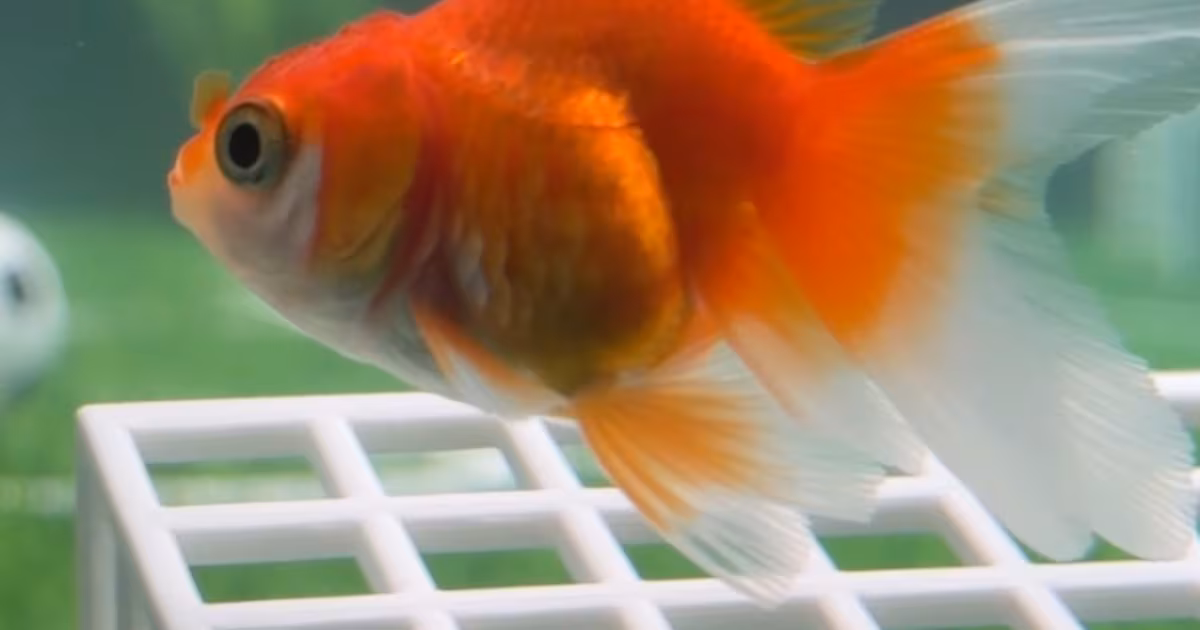 This goldfish in downtown Toronto is predicting the winners of all World Cup matches