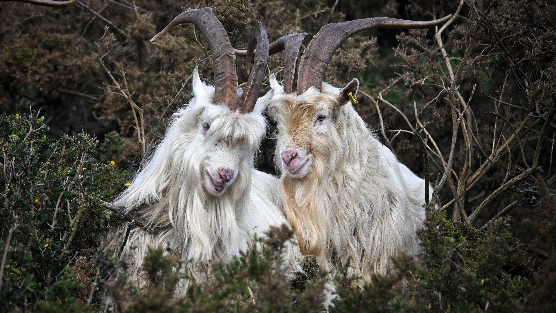 Age of Empires II’s goats used as AI building blocks to build a neural network