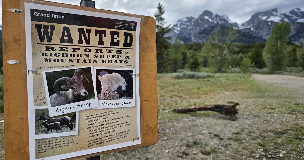 Wanted: The Teton Range’s few remaining mountain goats