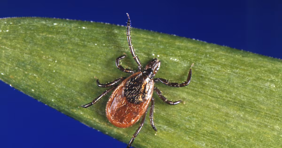 Tick reports are surging in Canada. These areas are most affected.