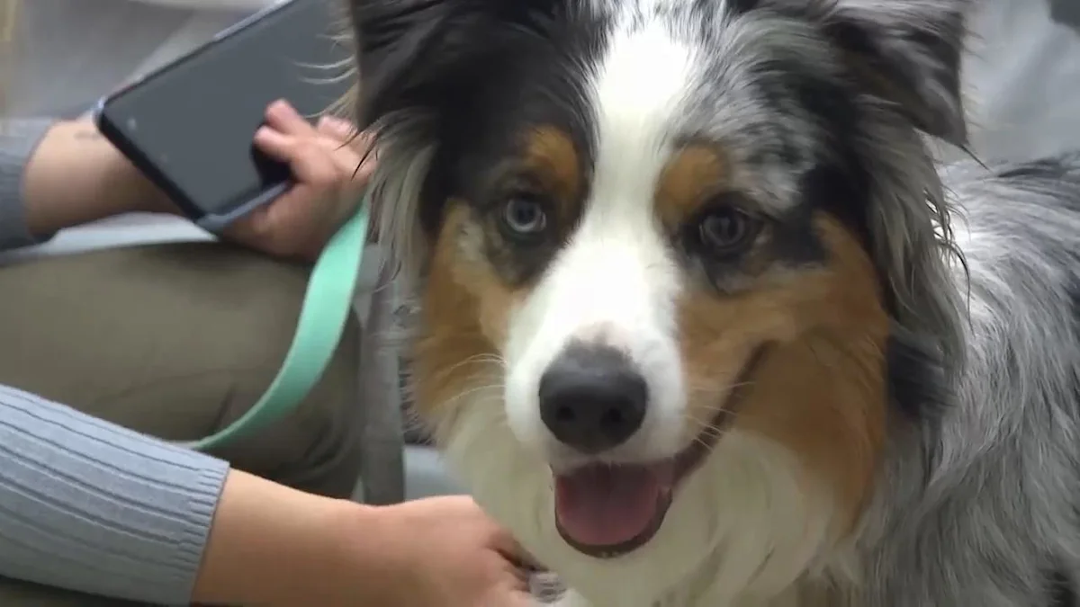 A push for pets in hospice wards in Poland