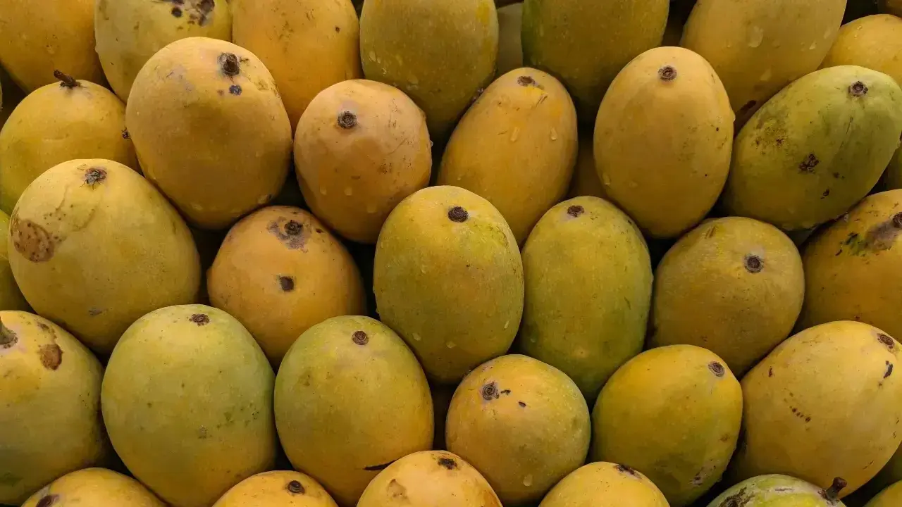 Indian diaspora members, New Yorkers savour Indian mango varieties at special event