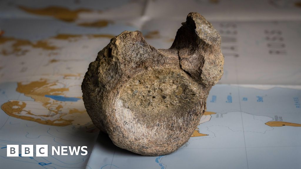 Antarctica's first ever dinosaur bone discovered in a drawer
