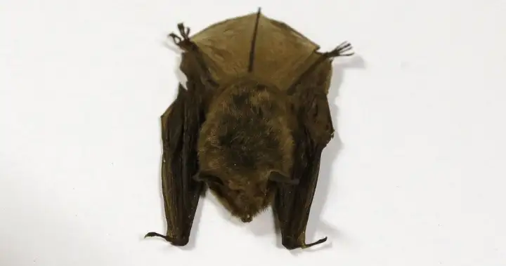 Doctors detail 2024 Ontario child rabies death in effort to warn about contact with bats