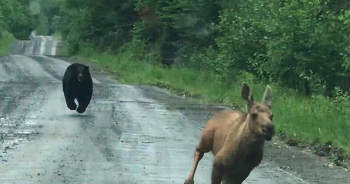 Maine couple spots a bear chasing a moose calf and helps it escape