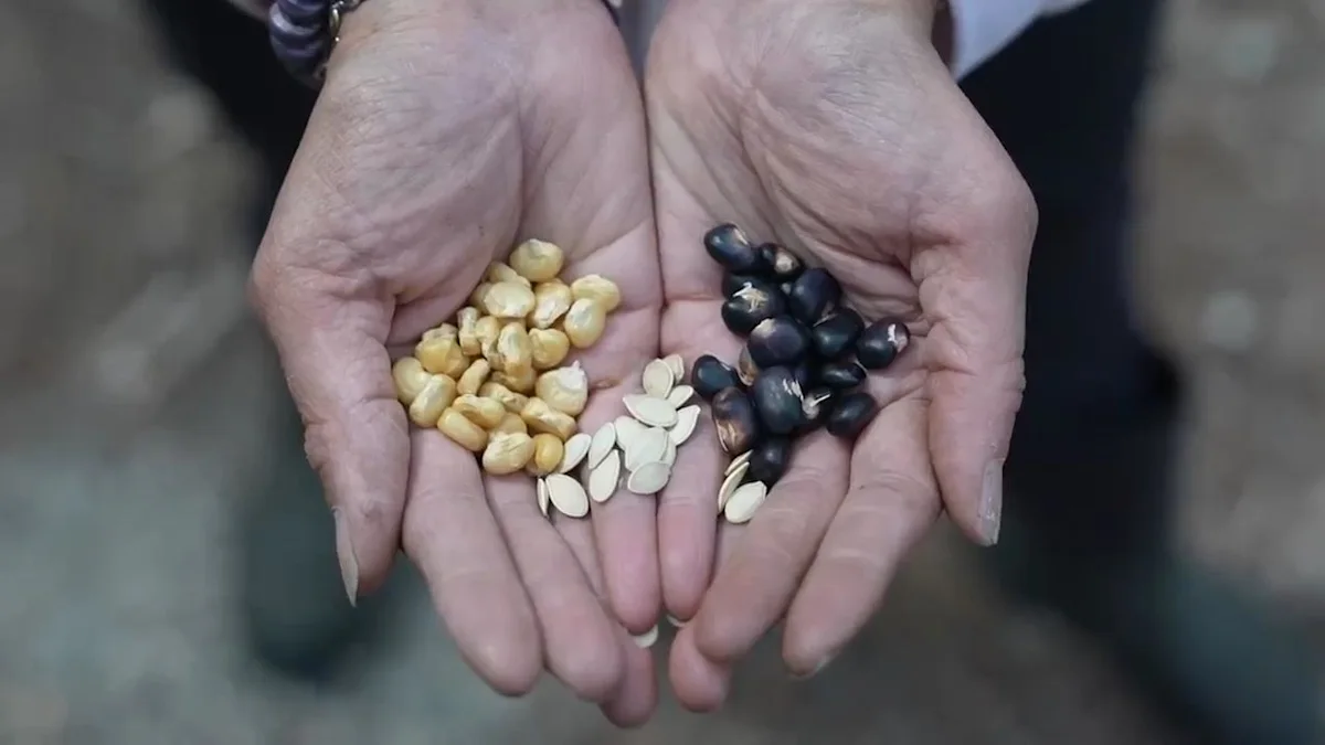 Indigenous food producer hopes Farm Bill will restore programs