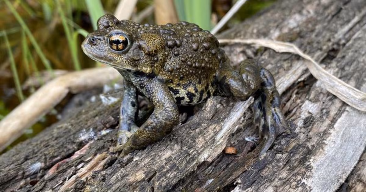 Researchers discover distinct toad group in Canadian Rockies