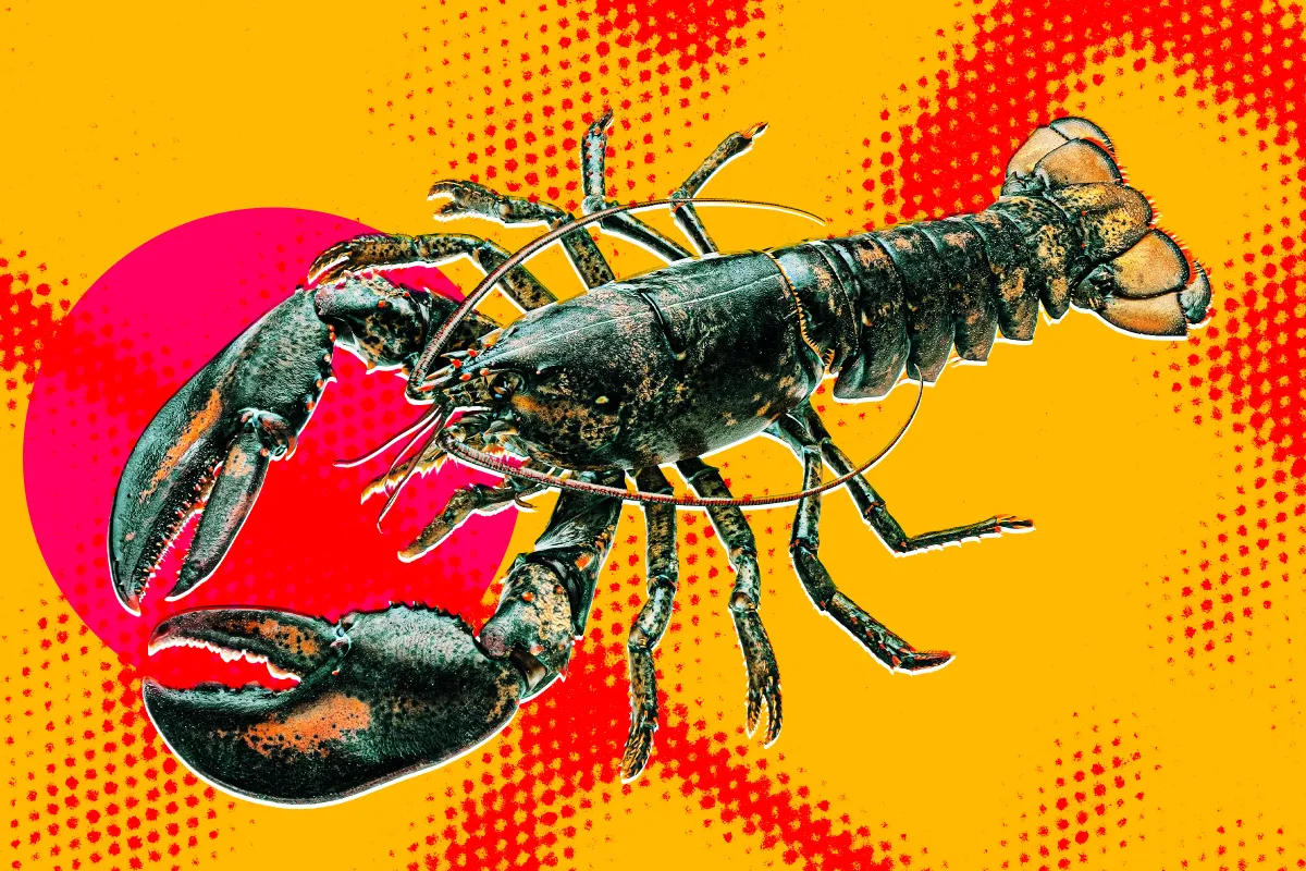 Biohackers Attempted Neurosurgery to Control a Lobster's Nervous System and Give the Controls to OpenClaw, and How It Ended Will Tell You a Lot About the Ethics and Competence of AI Bros These Days