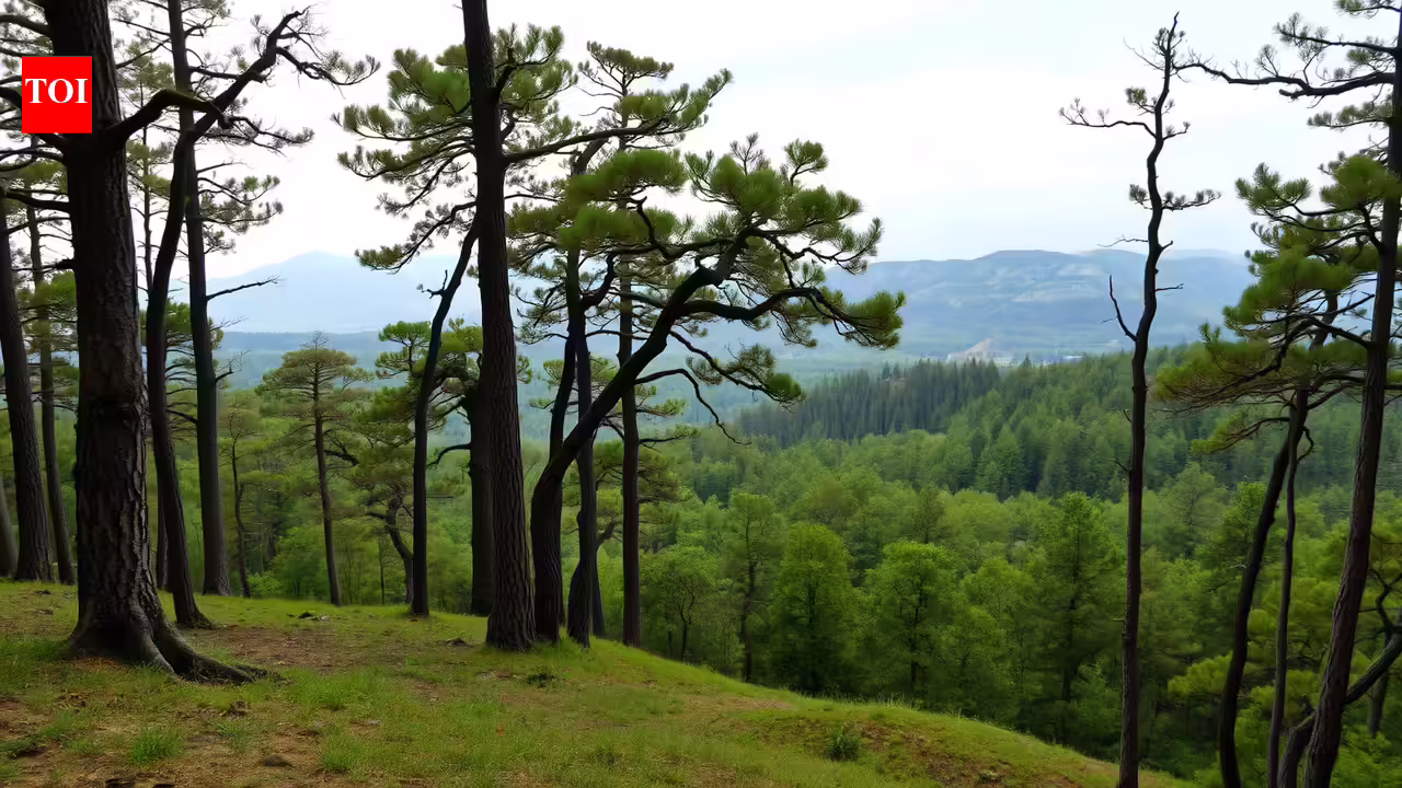 Why Romania’s ‘walking forests’ seem to move without anyone noticing