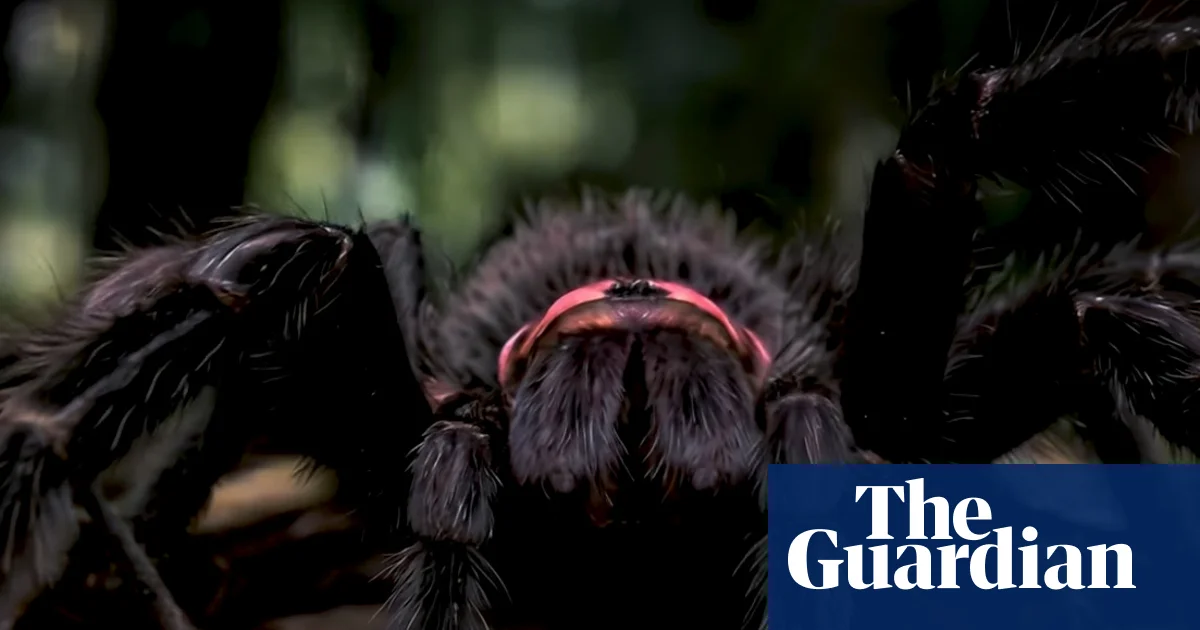 Into the spider’s lair: how an Australian film