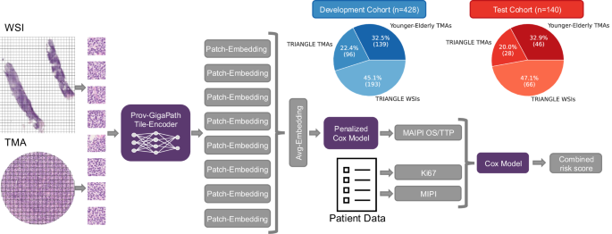 Mantle cell lymphoma artificial intelligence prognostic index using hematoxylin and eosin histology