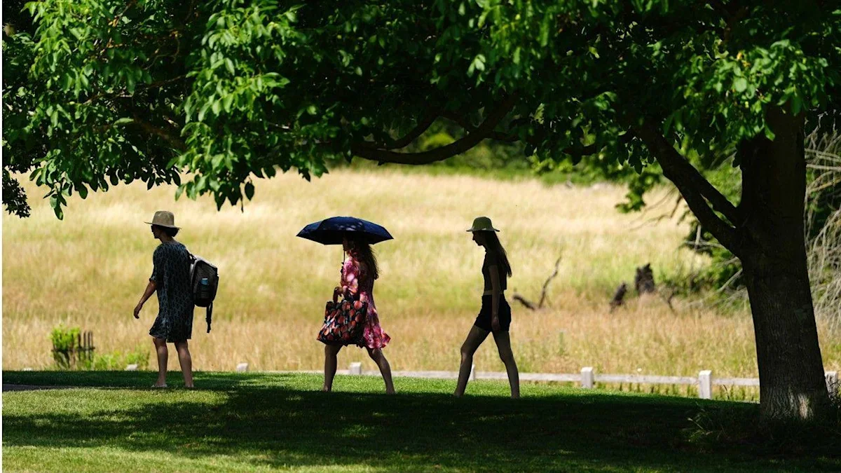 East Anglian coast experiencing marine heatwave