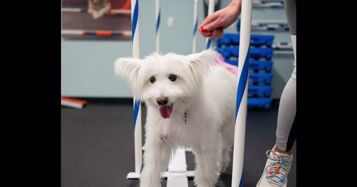 How the Pet Tech Boom Is Creating New Business Opportunities