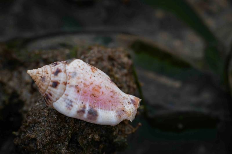 Deep Sea Mollusks Threatened By Mining Efforts