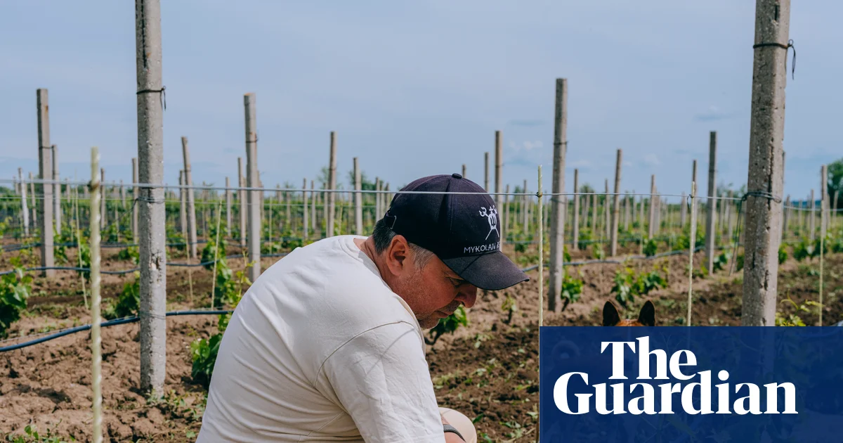 To make wine is to believe in the future: the Ukrainians growing grapes on the frontline