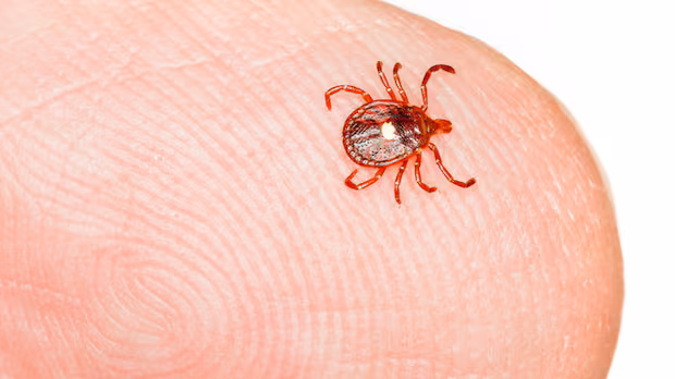 Rare tick