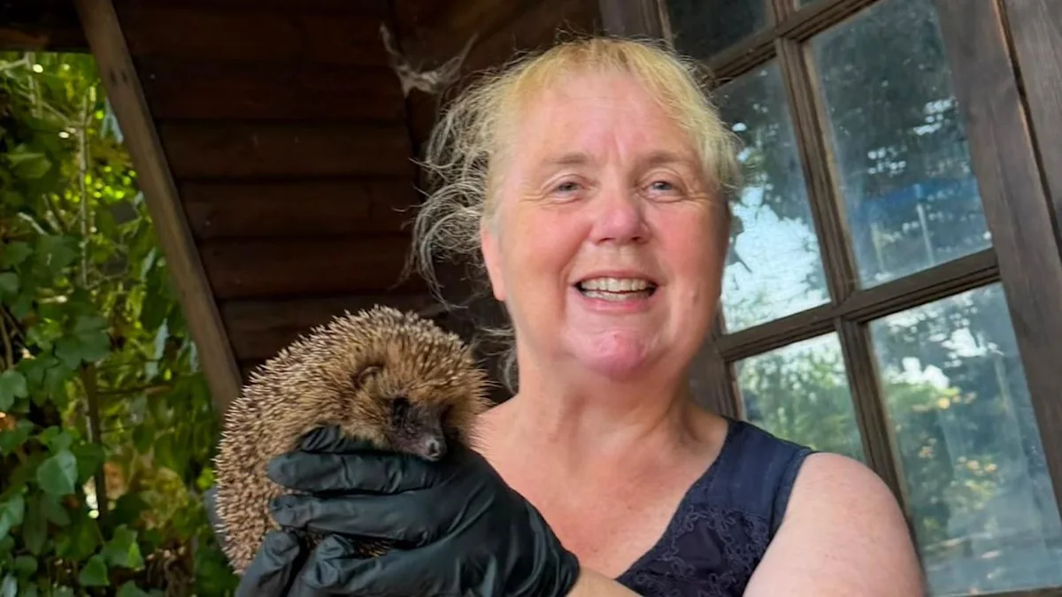 '£70k hedgehog surgery could make huge difference'