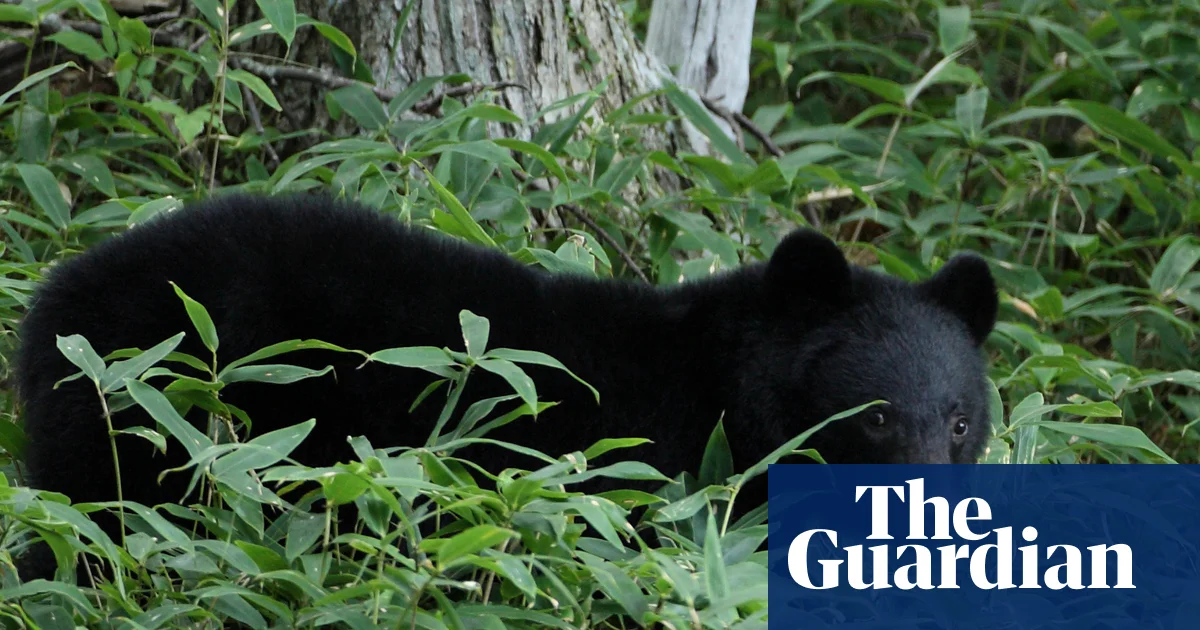 Japan officials hunt bear that raided couple’s fridge amid string of break