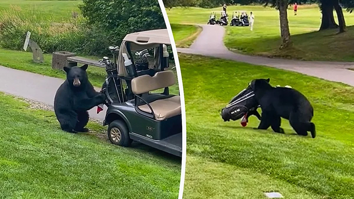 Bear steals golfer's bag and clubs off cart in Canada