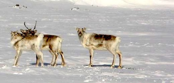Scientists use AI to predict caribou migrations