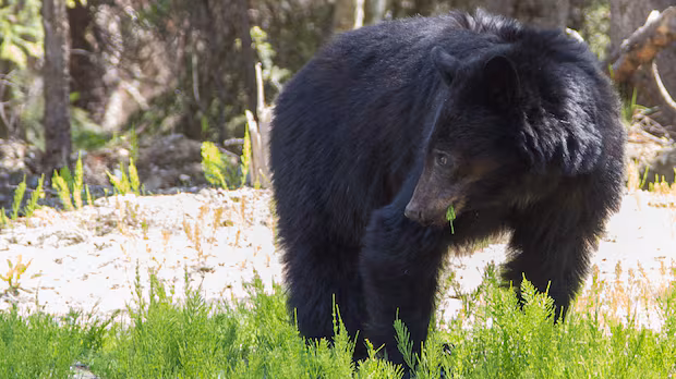 Bear attack near Cumberland, B.C., sends 1 to hospital, prompts advisory