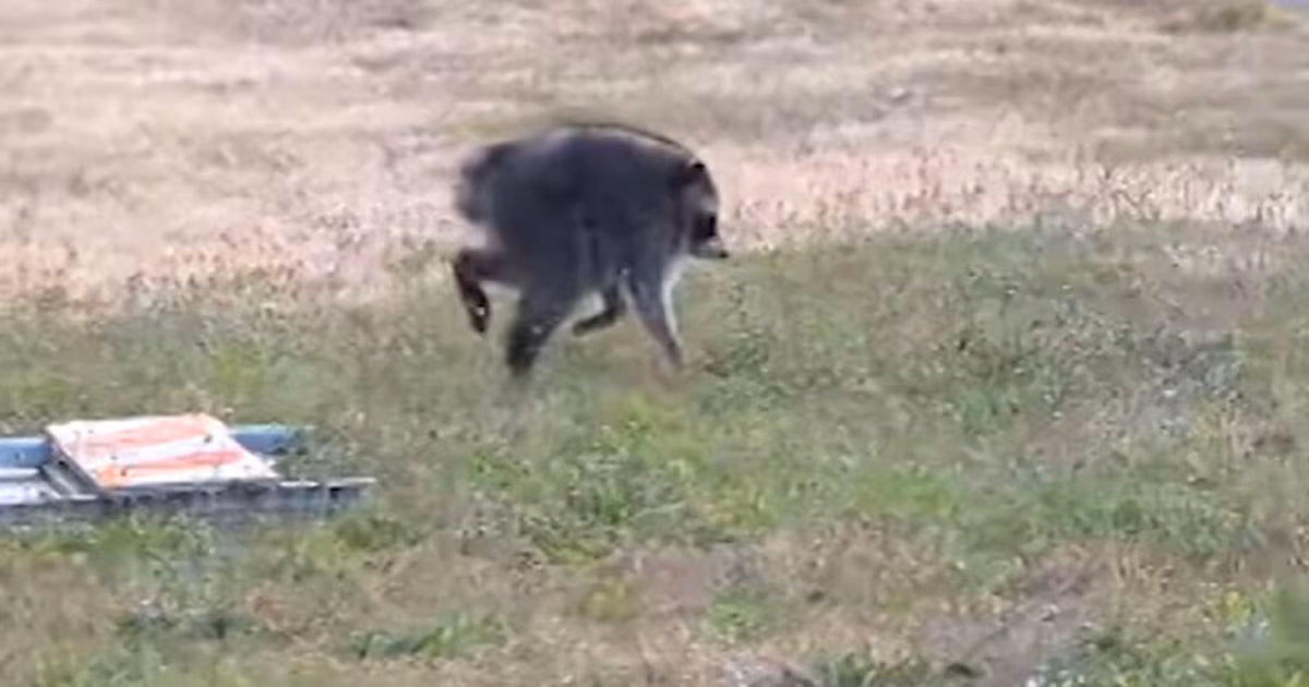 Meet Jimothy, the raccoon that captured the internet’s attention