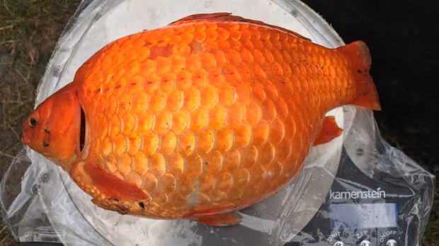 Alberta's aquatic ecosystems are being put at risk by illegal dumping of goldfish