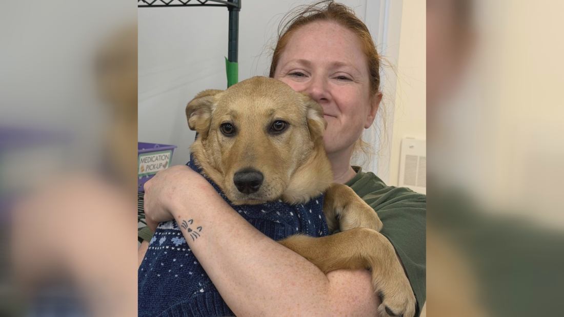 Woman killed while trying to rescue stray dogs in Manitoba