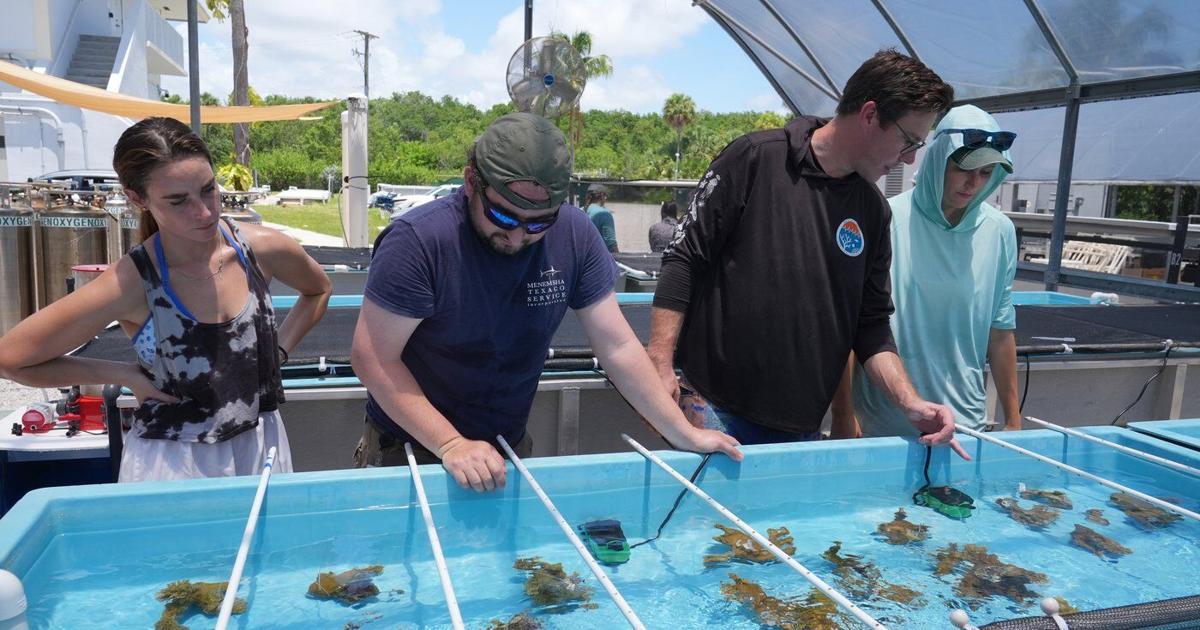 Florida researchers bring endangered elkhorn coral ashore to protect them