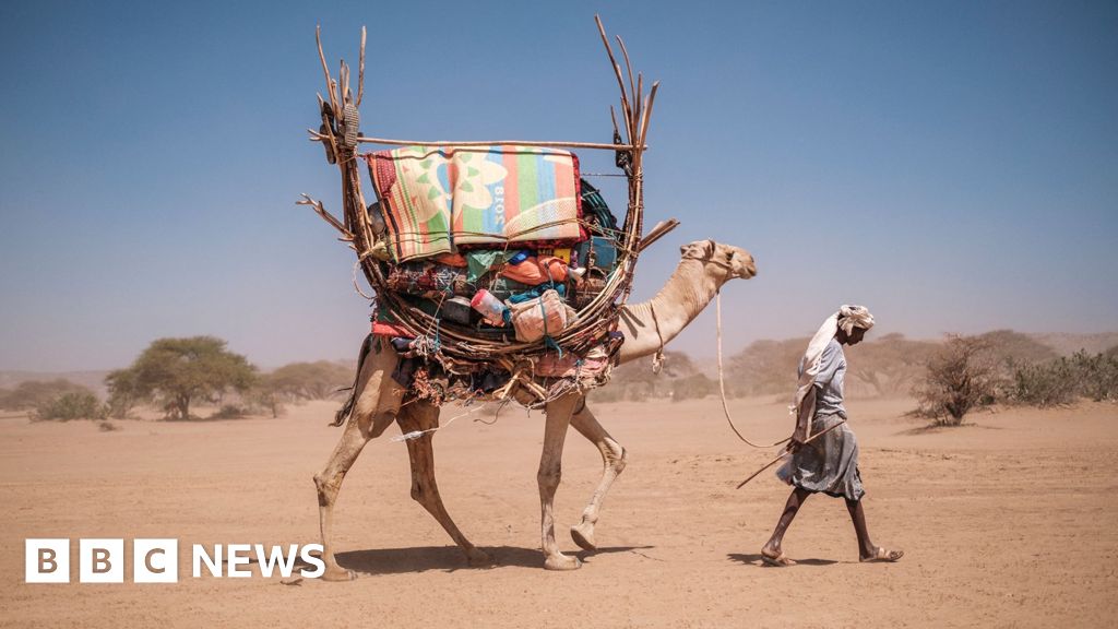 Africa's camels are dying from extreme heat as temperatures soar