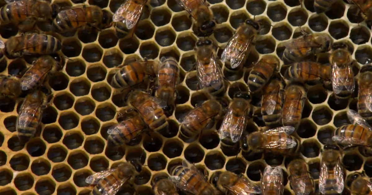 Here’s how looming U.S. tariffs could sting Canada’s honey industry