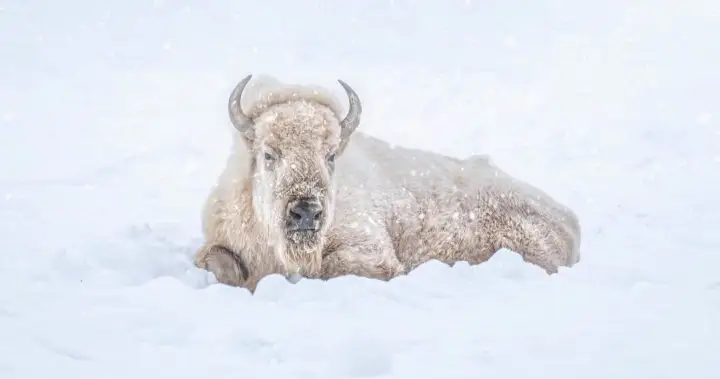 The Assiniboine Park Zoo’s ‘cherished’ white bison, Blizzard, has died