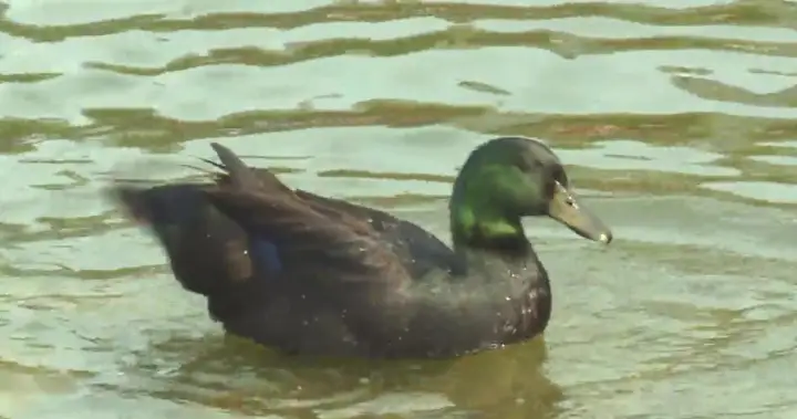 What the duck? Lake Summerside’s resident waterfowl dodges rehoming attempts