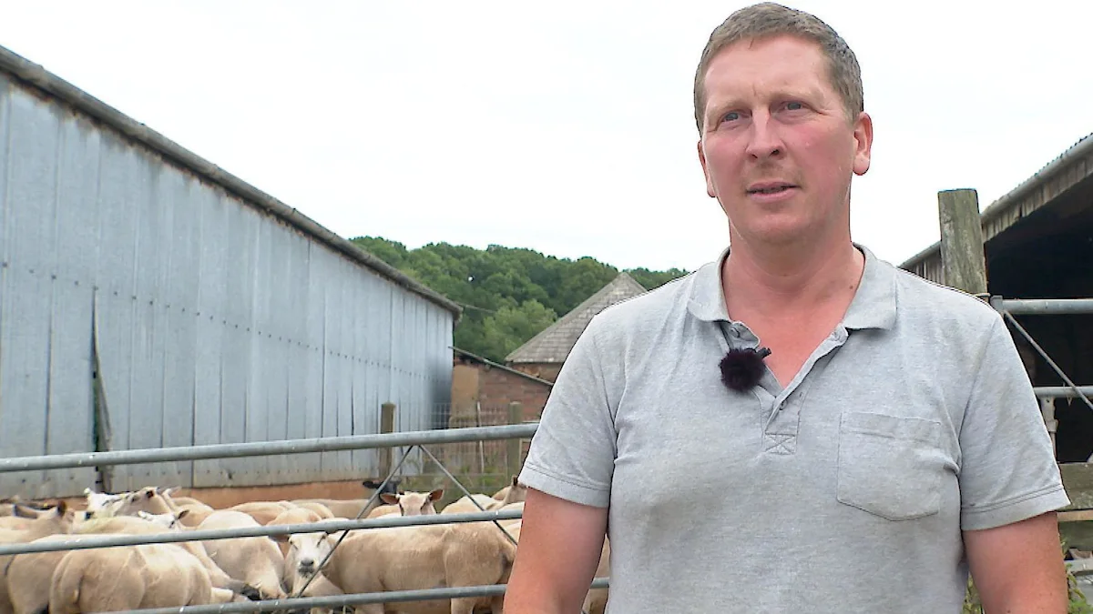 Farmer's dismay as 81 lambs disappear from fields