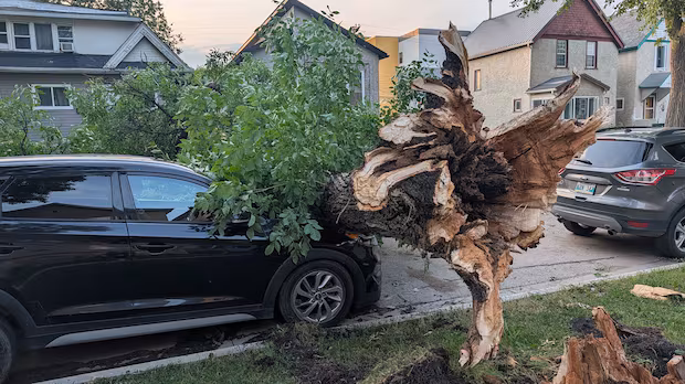 Storm uproots trees, blows down fences, leaves thousands without power in Winnipeg