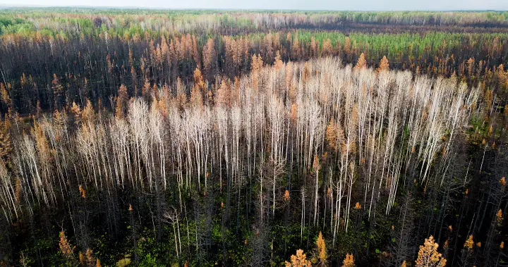 Sawmill closures ‘gut